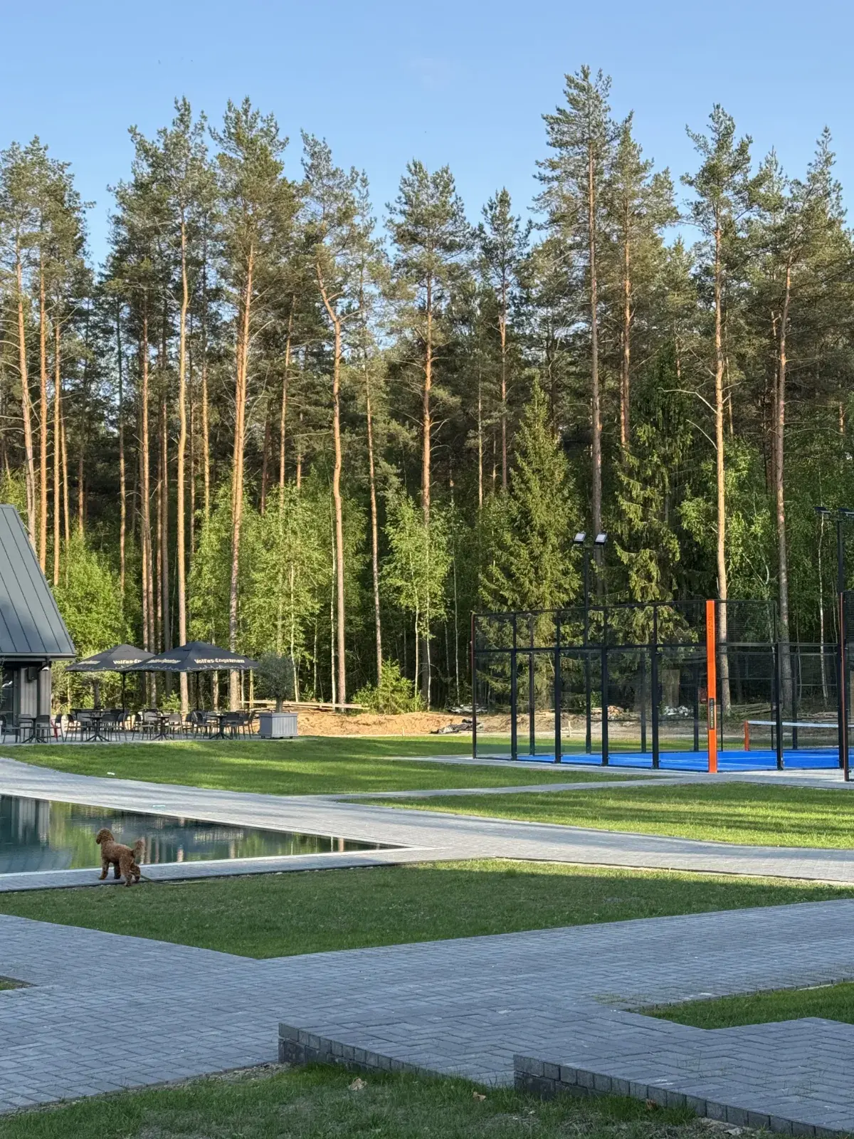 Pušyno vaizdas Dzūkijos nacionaliniame parke