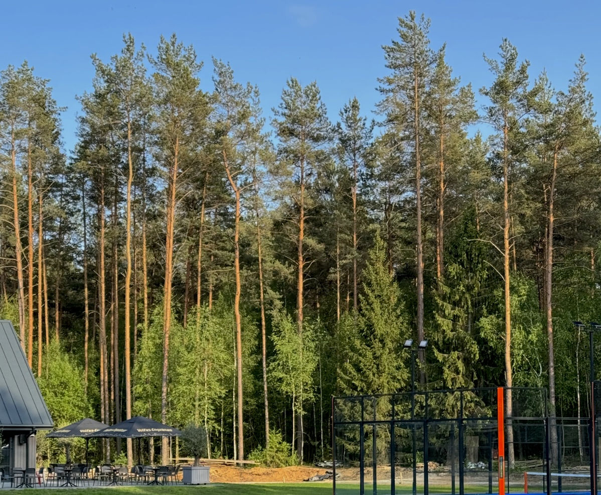 Aukšti pušys prie sodybos teritorijos
